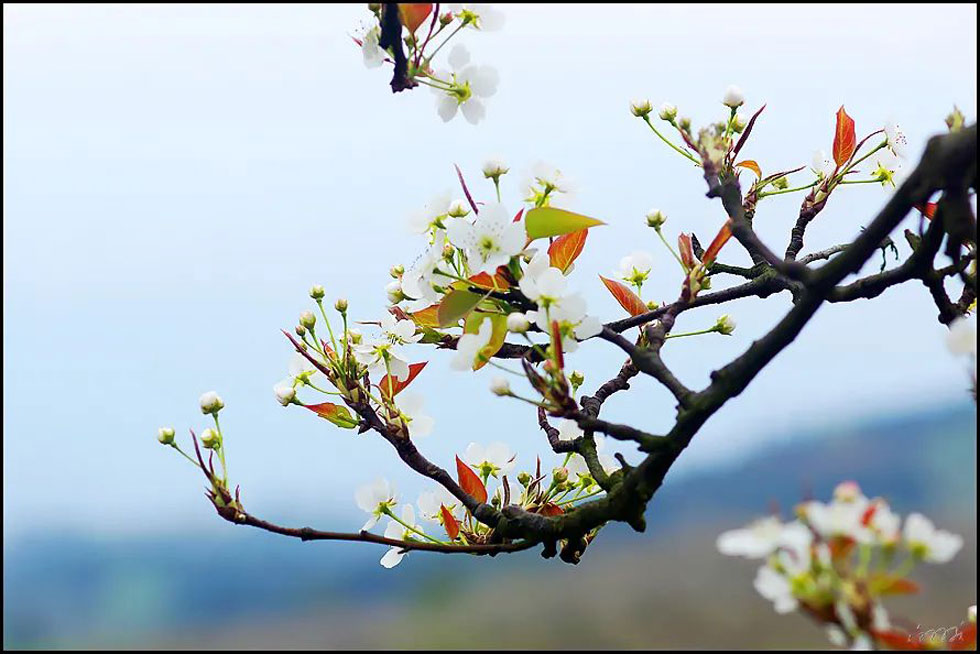 【春天,广西桂林灌阳县向您发出邀请!】我们在灌阳看梨花 - 游山玩水 - 通化生活社区 - 通化28生活网 th.28life.com