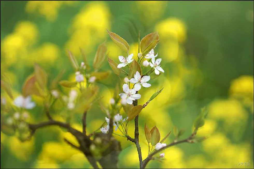 【春天,广西桂林灌阳县向您发出邀请!】我们在灌阳看梨花 - 游山玩水 - 通化生活社区 - 通化28生活网 th.28life.com