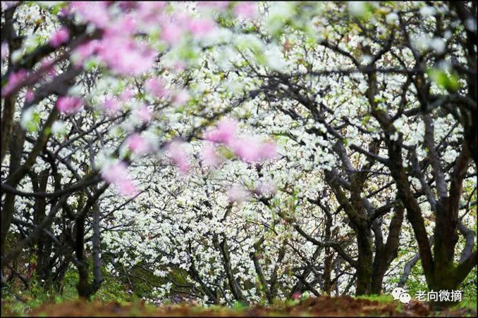 【春天,广西桂林灌阳县向您发出邀请!】我们在灌阳看梨花 - 游山玩水 - 通化生活社区 - 通化28生活网 th.28life.com