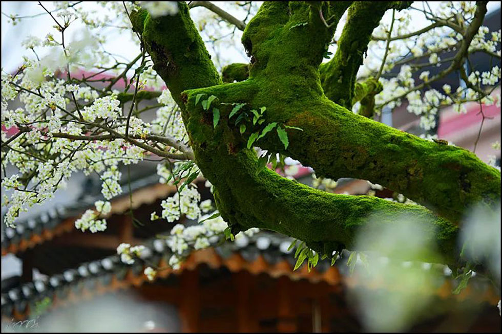 【春天,广西桂林灌阳县向您发出邀请!】我们在灌阳看梨花 - 游山玩水 - 通化生活社区 - 通化28生活网 th.28life.com