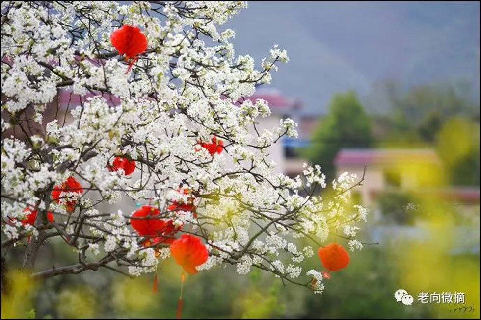 【春天,广西桂林灌阳县向您发出邀请!】我们在灌阳看梨花 - 游山玩水 - 通化生活社区 - 通化28生活网 th.28life.com