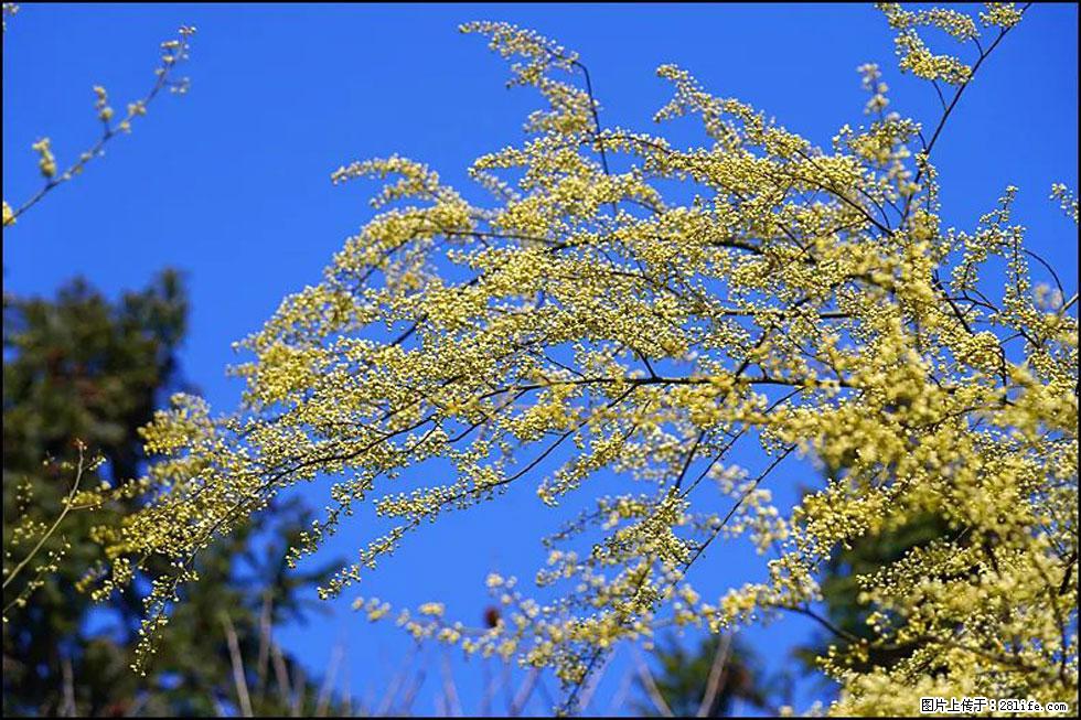 【春天,广西桂林灌阳县向您发出邀请!】米珠山前有片山苍子花在飘香 - 游山玩水 - 通化生活社区 - 通化28生活网 th.28life.com