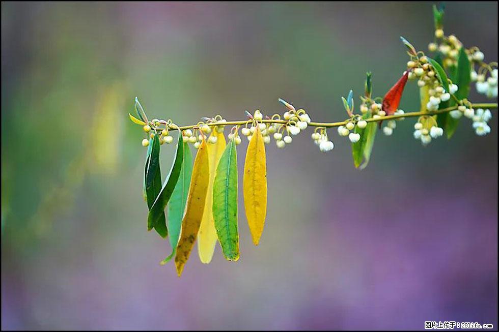 【春天,广西桂林灌阳县向您发出邀请!】米珠山前有片山苍子花在飘香 - 游山玩水 - 通化生活社区 - 通化28生活网 th.28life.com