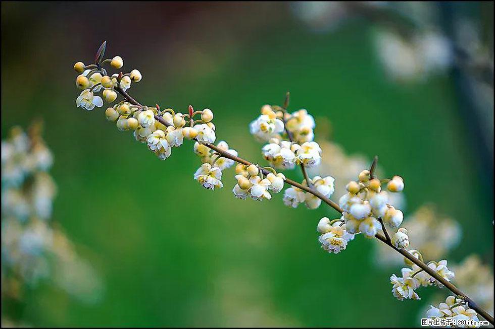 【春天,广西桂林灌阳县向您发出邀请!】米珠山前有片山苍子花在飘香 - 游山玩水 - 通化生活社区 - 通化28生活网 th.28life.com