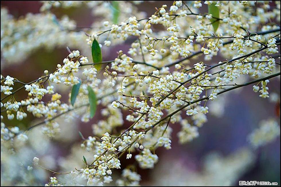 【春天,广西桂林灌阳县向您发出邀请!】米珠山前有片山苍子花在飘香 - 游山玩水 - 通化生活社区 - 通化28生活网 th.28life.com
