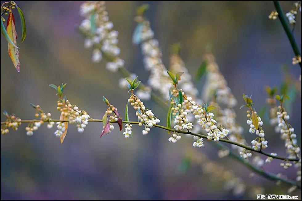 【春天,广西桂林灌阳县向您发出邀请!】米珠山前有片山苍子花在飘香 - 游山玩水 - 通化生活社区 - 通化28生活网 th.28life.com