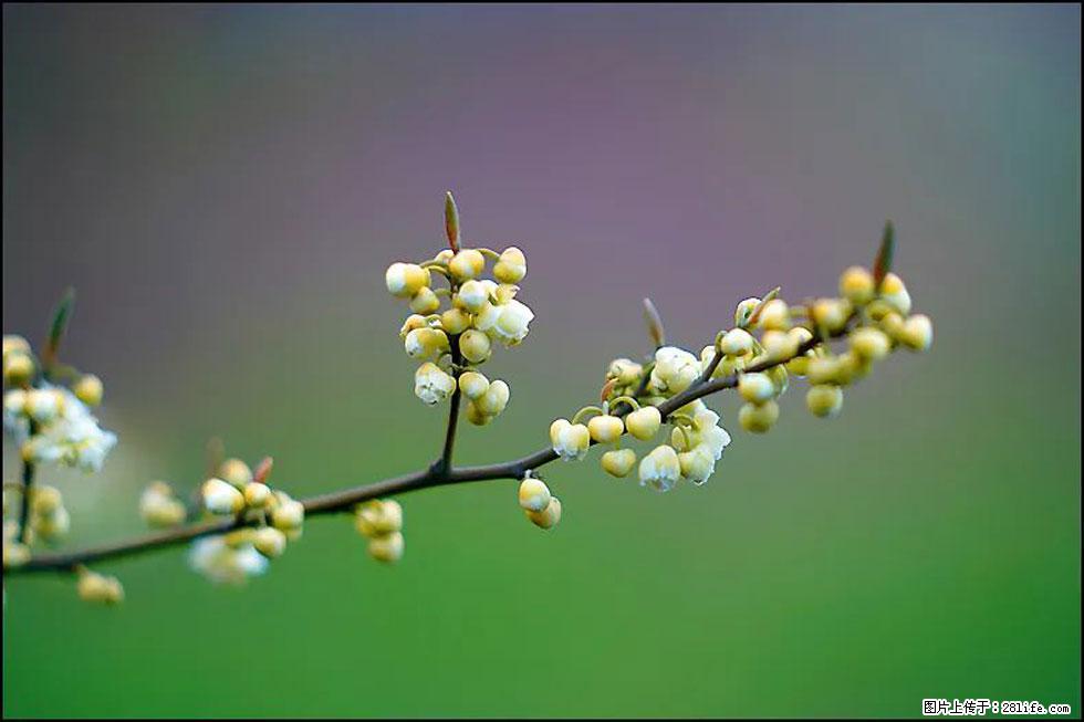 【春天,广西桂林灌阳县向您发出邀请!】米珠山前有片山苍子花在飘香 - 游山玩水 - 通化生活社区 - 通化28生活网 th.28life.com