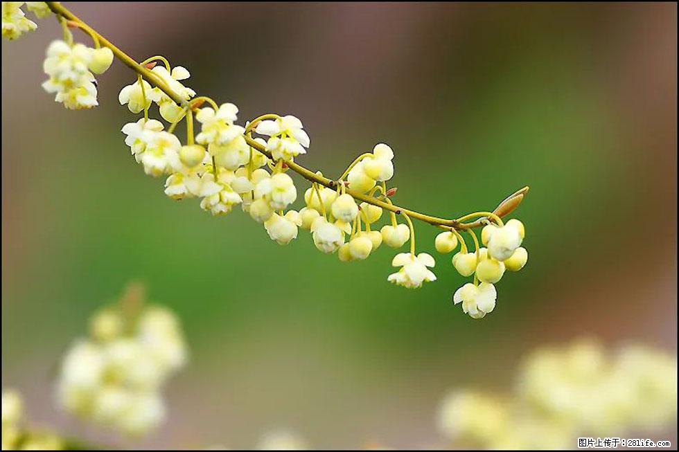 【春天,广西桂林灌阳县向您发出邀请!】米珠山前有片山苍子花在飘香 - 游山玩水 - 通化生活社区 - 通化28生活网 th.28life.com