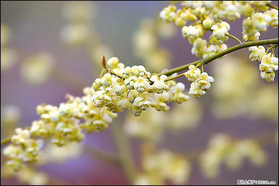 【春天,广西桂林灌阳县向您发出邀请!】米珠山前有片山苍子花在飘香 - 游山玩水 - 通化生活社区 - 通化28生活网 th.28life.com