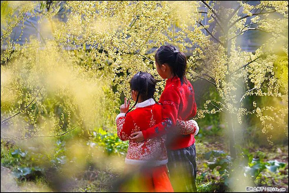 【春天,广西桂林灌阳县向您发出邀请!】米珠山前有片山苍子花在飘香 - 游山玩水 - 通化生活社区 - 通化28生活网 th.28life.com