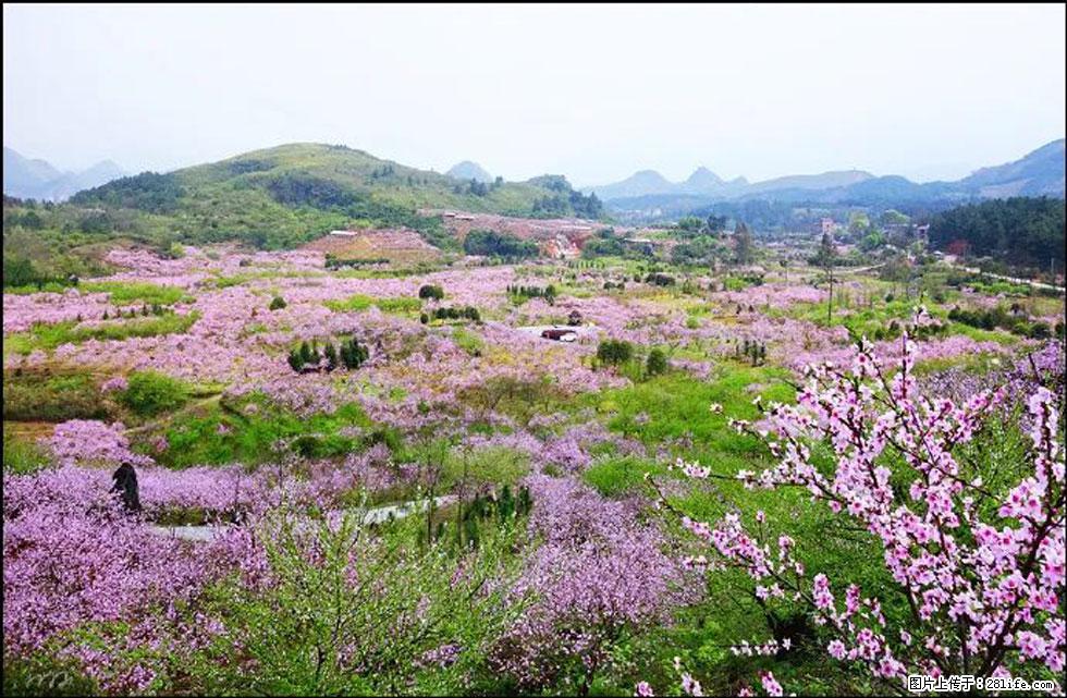 【春天,广西桂林灌阳县向您发出邀请!】官庄村有个醉美的桃花园 - 游山玩水 - 通化生活社区 - 通化28生活网 th.28life.com