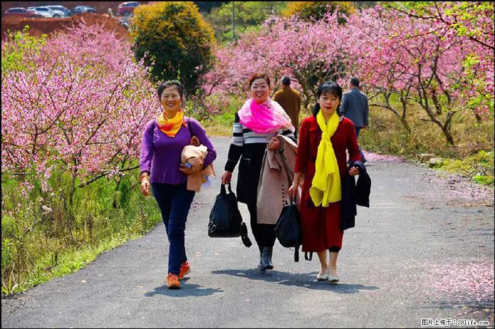 【春天,广西桂林灌阳县向您发出邀请!】官庄村有个醉美的桃花园 - 游山玩水 - 通化生活社区 - 通化28生活网 th.28life.com