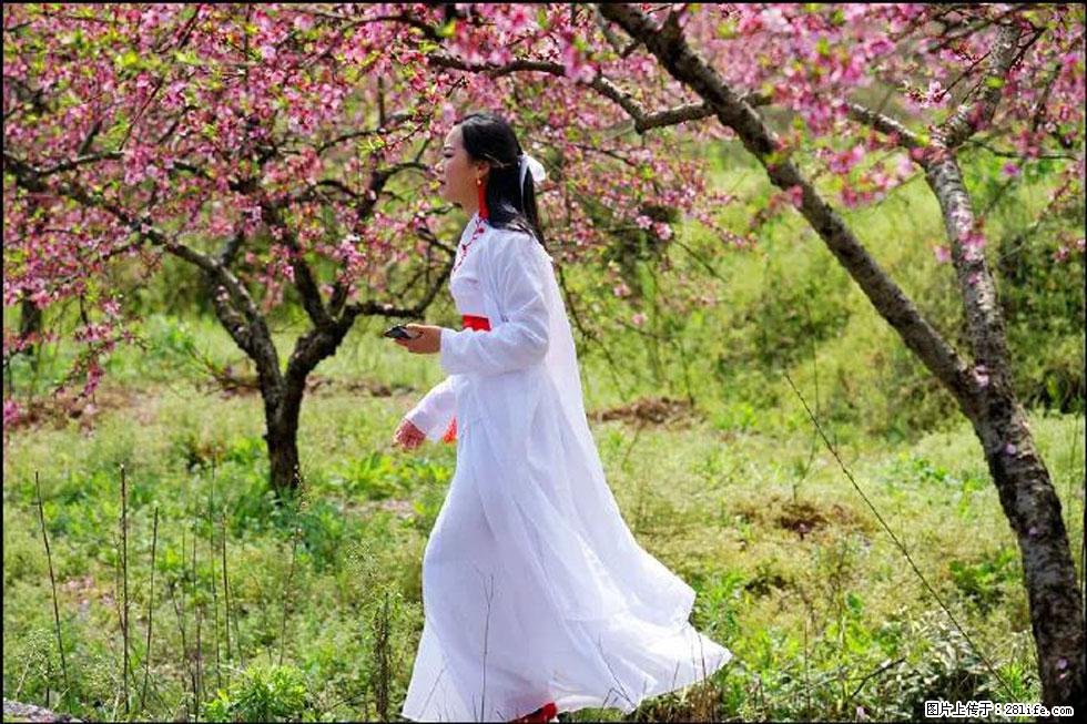 【春天,广西桂林灌阳县向您发出邀请!】官庄村有个醉美的桃花园 - 游山玩水 - 通化生活社区 - 通化28生活网 th.28life.com