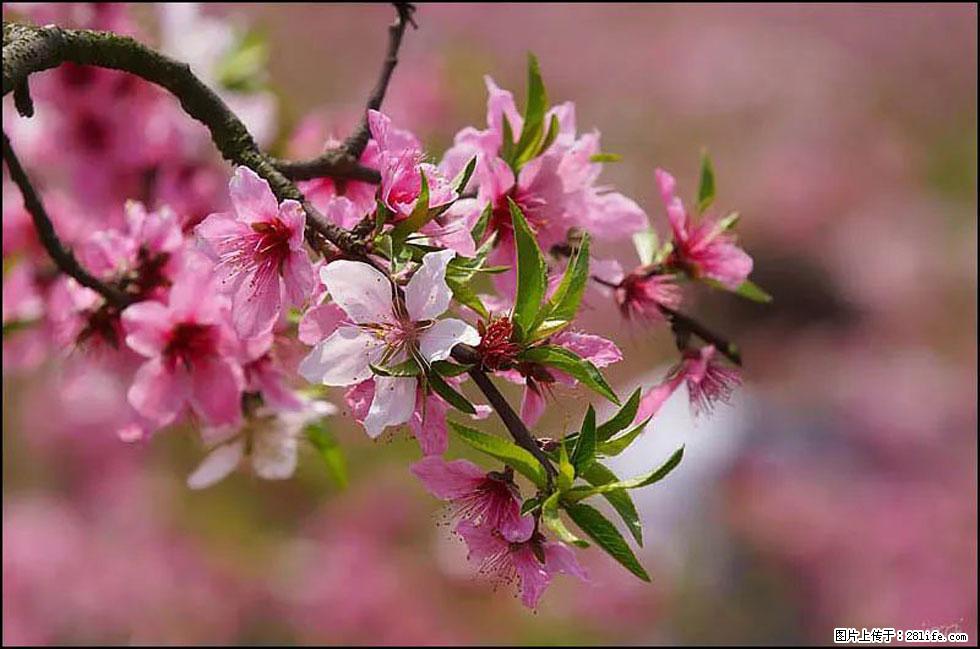 【春天,广西桂林灌阳县向您发出邀请!】官庄村有个醉美的桃花园 - 游山玩水 - 通化生活社区 - 通化28生活网 th.28life.com