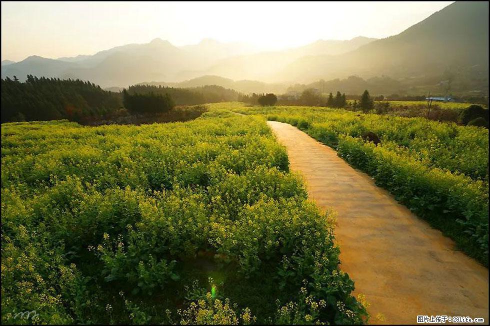 【春天,广西桂林灌阳县向您发出邀请!】长坪村油菜盛情花开 - 游山玩水 - 通化生活社区 - 通化28生活网 th.28life.com