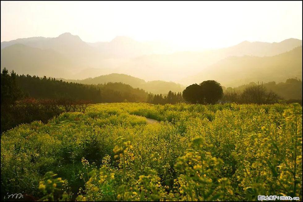 【春天,广西桂林灌阳县向您发出邀请!】长坪村油菜盛情花开 - 游山玩水 - 通化生活社区 - 通化28生活网 th.28life.com