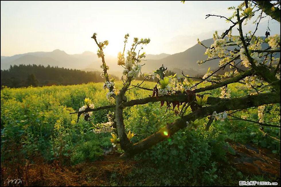 【春天,广西桂林灌阳县向您发出邀请!】长坪村油菜盛情花开 - 游山玩水 - 通化生活社区 - 通化28生活网 th.28life.com