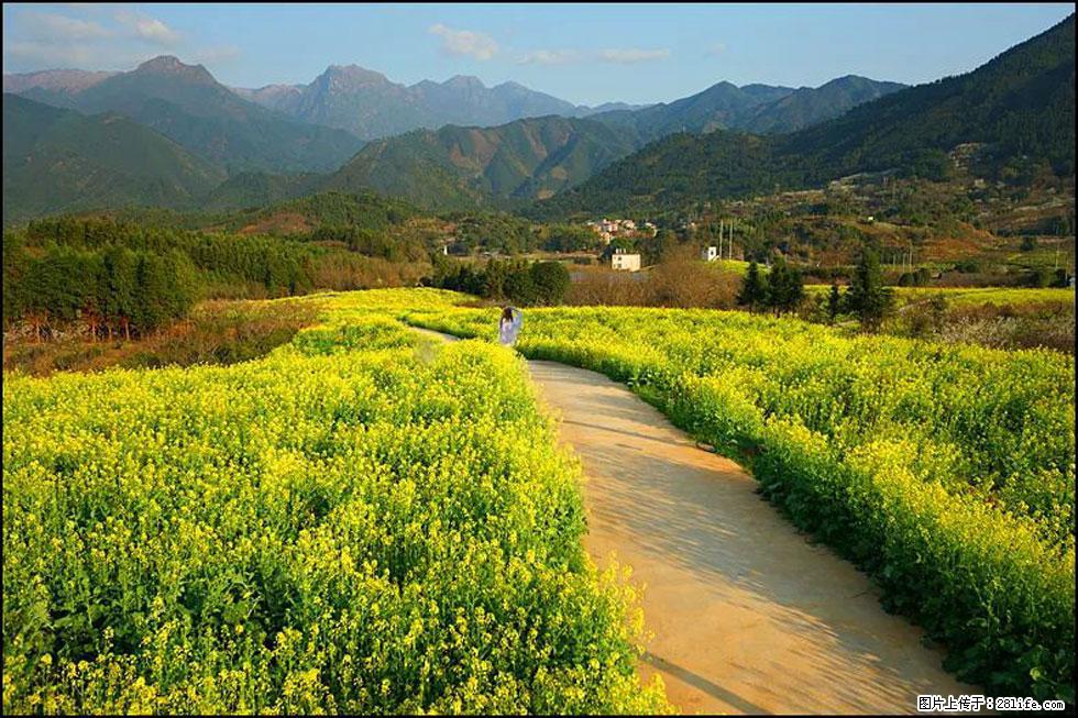 【春天,广西桂林灌阳县向您发出邀请!】长坪村油菜盛情花开 - 游山玩水 - 通化生活社区 - 通化28生活网 th.28life.com