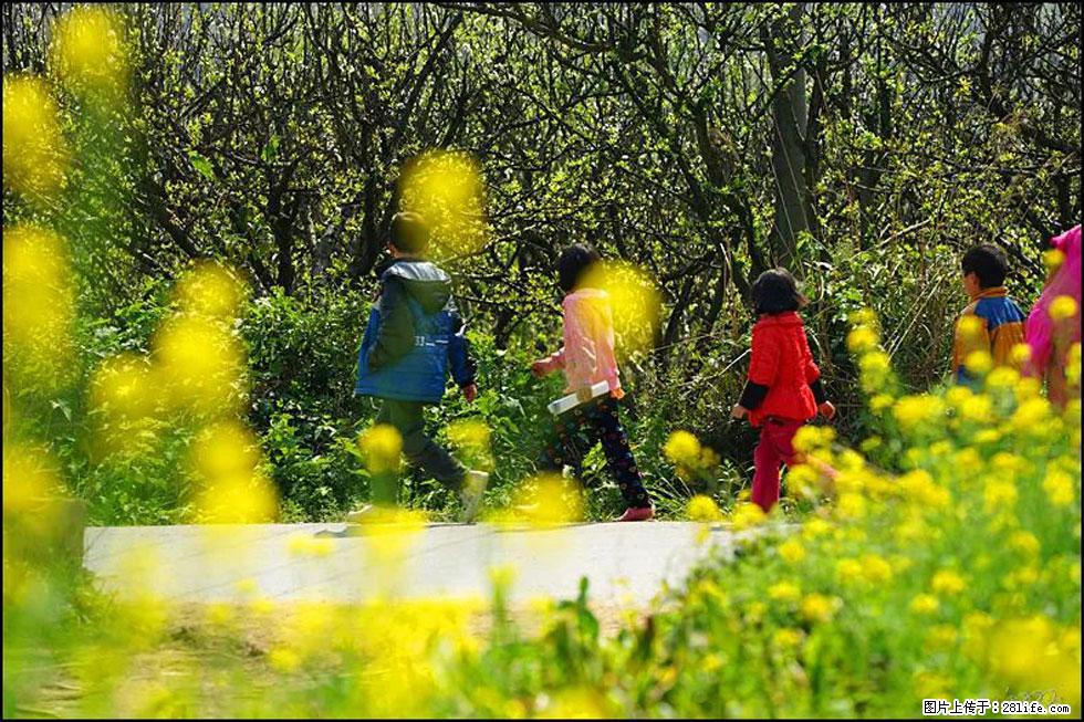 【春天,广西桂林灌阳县向您发出邀请!】长坪村油菜盛情花开 - 游山玩水 - 通化生活社区 - 通化28生活网 th.28life.com