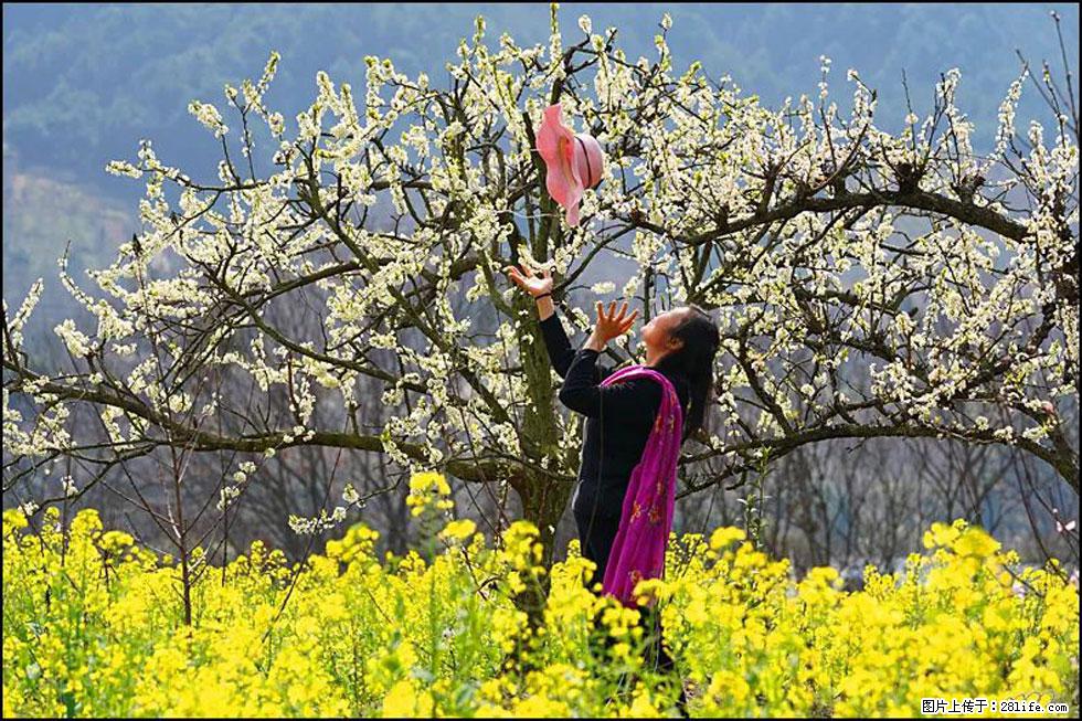 【春天,广西桂林灌阳县向您发出邀请!】长坪村油菜盛情花开 - 游山玩水 - 通化生活社区 - 通化28生活网 th.28life.com