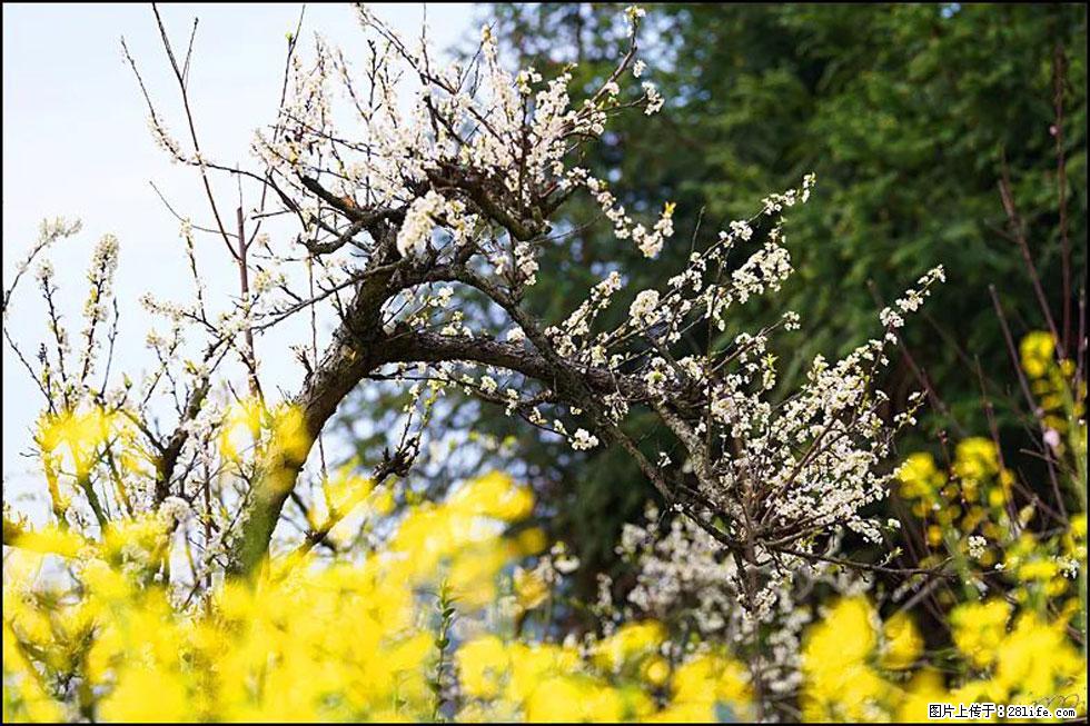 【春天,广西桂林灌阳县向您发出邀请!】长坪村油菜盛情花开 - 游山玩水 - 通化生活社区 - 通化28生活网 th.28life.com