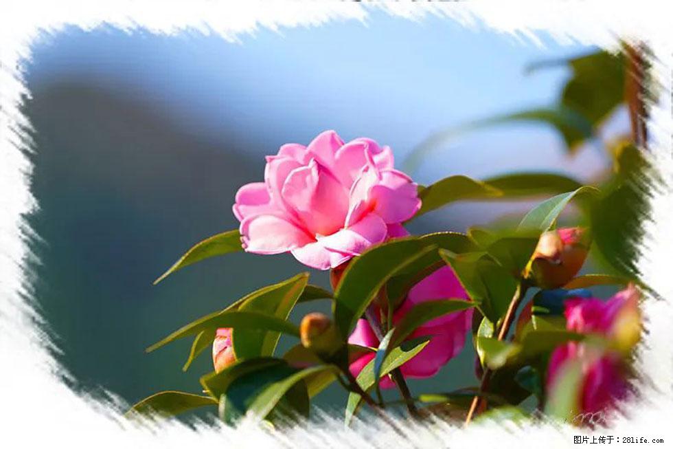 【春天,广西桂林灌阳县向您发出邀请!】杨柳井茶花惹人爱 - 游山玩水 - 通化生活社区 - 通化28生活网 th.28life.com