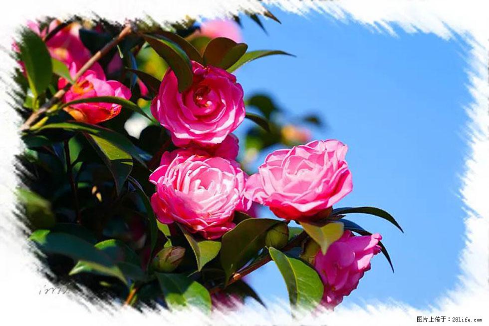 【春天,广西桂林灌阳县向您发出邀请!】杨柳井茶花惹人爱 - 游山玩水 - 通化生活社区 - 通化28生活网 th.28life.com