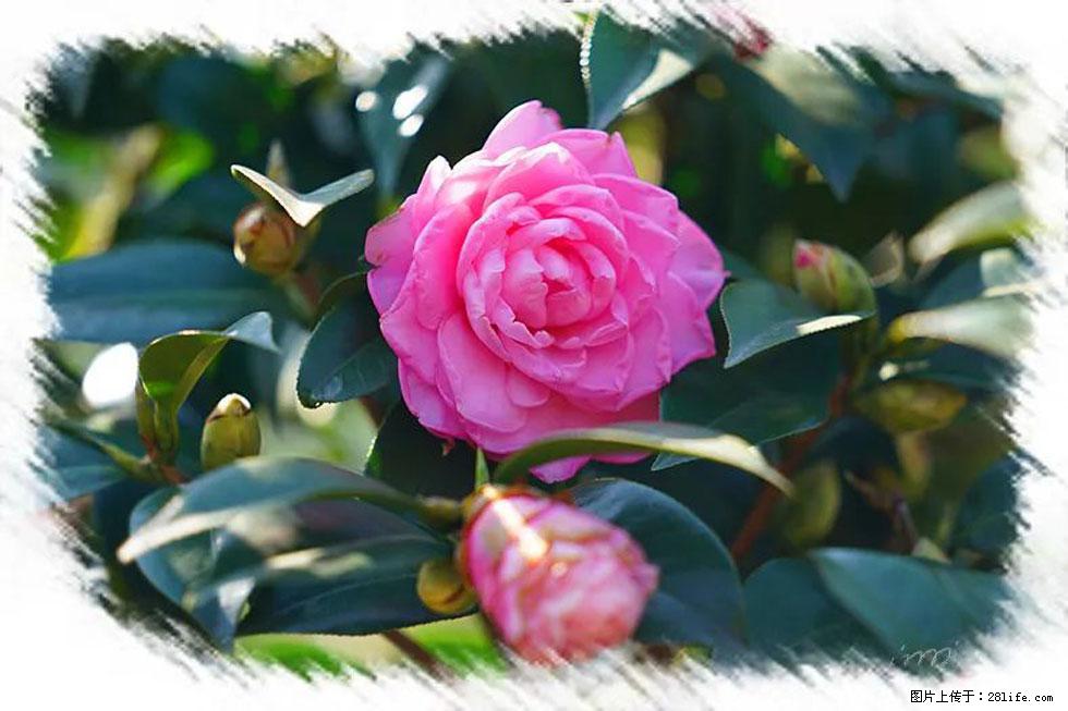 【春天,广西桂林灌阳县向您发出邀请!】杨柳井茶花惹人爱 - 游山玩水 - 通化生活社区 - 通化28生活网 th.28life.com