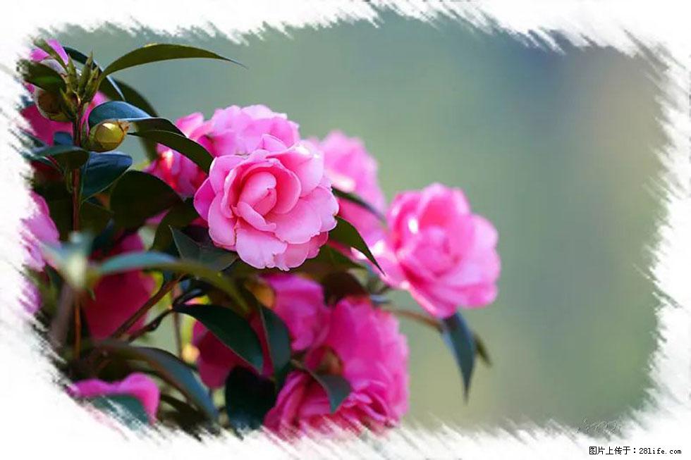 【春天,广西桂林灌阳县向您发出邀请!】杨柳井茶花惹人爱 - 游山玩水 - 通化生活社区 - 通化28生活网 th.28life.com