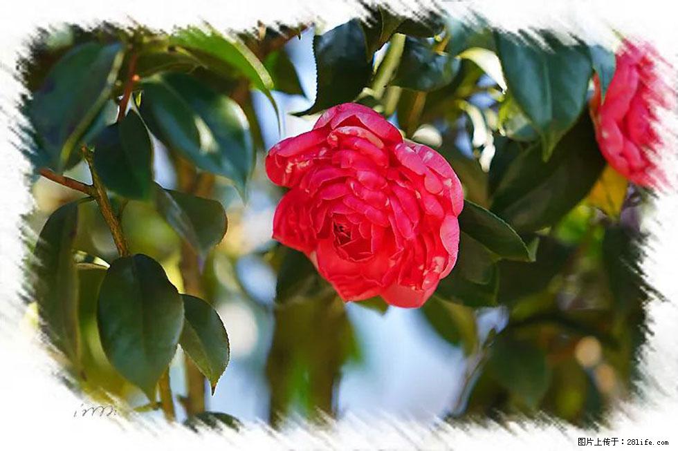 【春天,广西桂林灌阳县向您发出邀请!】杨柳井茶花惹人爱 - 游山玩水 - 通化生活社区 - 通化28生活网 th.28life.com