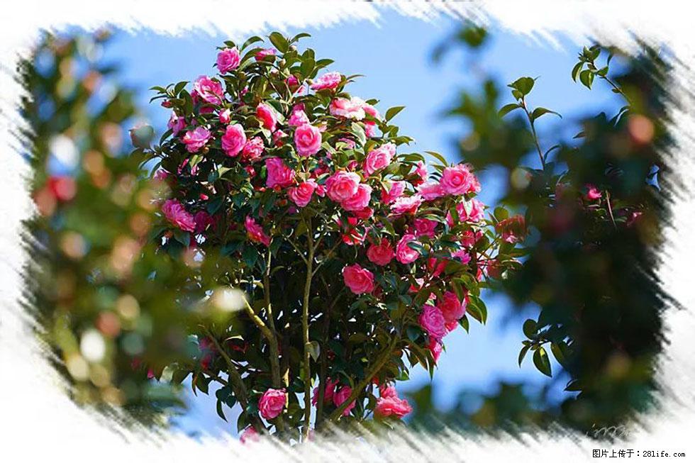 【春天,广西桂林灌阳县向您发出邀请!】杨柳井茶花惹人爱 - 游山玩水 - 通化生活社区 - 通化28生活网 th.28life.com