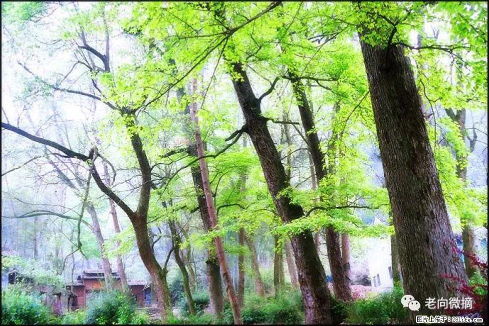 【春天,广西桂林灌阳县向您发出邀请!】在小龙村与春天约会 - 游山玩水 - 通化生活社区 - 通化28生活网 th.28life.com