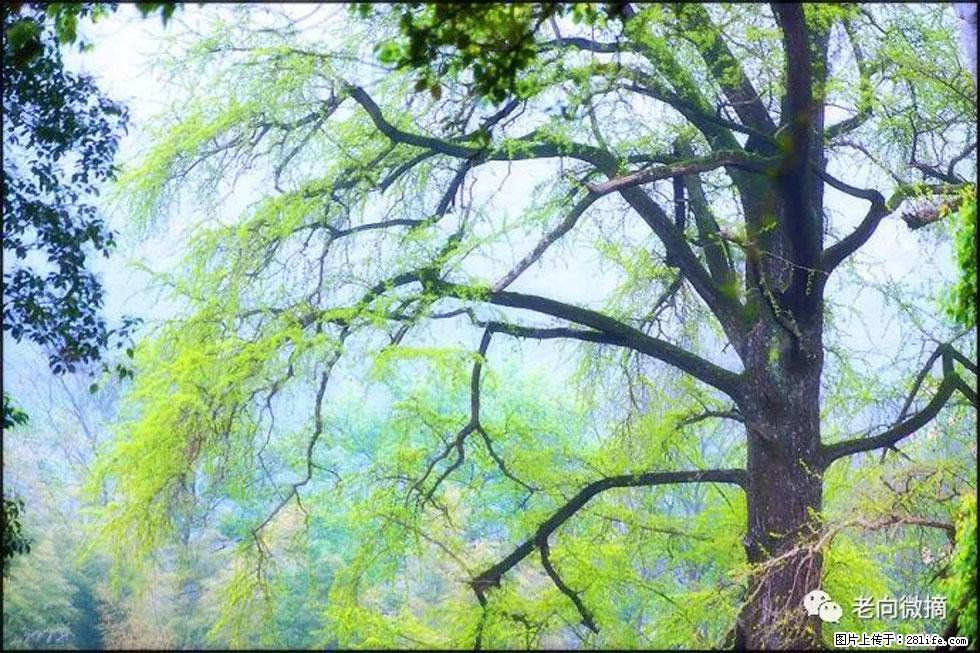 【春天,广西桂林灌阳县向您发出邀请!】在小龙村与春天约会 - 游山玩水 - 通化生活社区 - 通化28生活网 th.28life.com