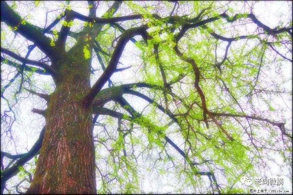 【春天,广西桂林灌阳县向您发出邀请!】在小龙村与春天约会 - 游山玩水 - 通化生活社区 - 通化28生活网 th.28life.com