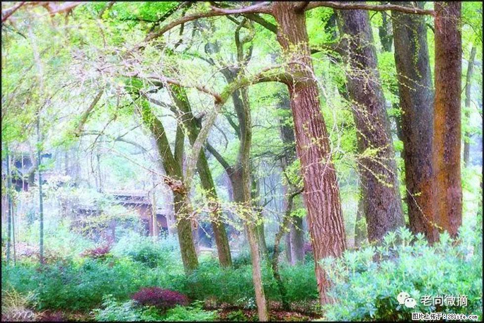 【春天,广西桂林灌阳县向您发出邀请!】在小龙村与春天约会 - 游山玩水 - 通化生活社区 - 通化28生活网 th.28life.com