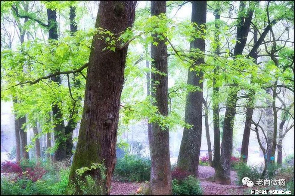 【春天,广西桂林灌阳县向您发出邀请!】在小龙村与春天约会 - 游山玩水 - 通化生活社区 - 通化28生活网 th.28life.com