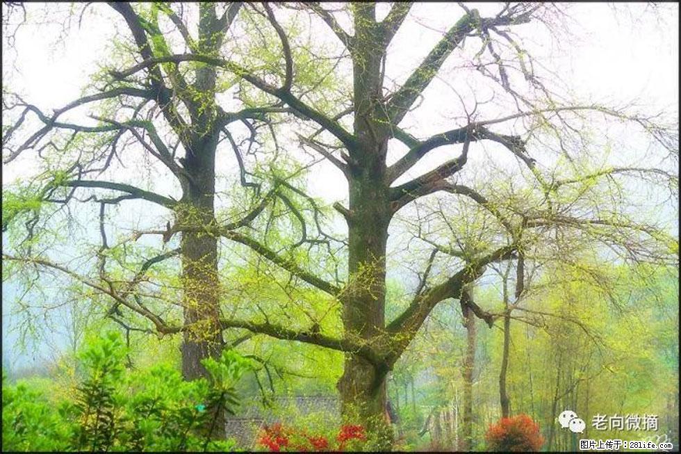 【春天,广西桂林灌阳县向您发出邀请!】在小龙村与春天约会 - 游山玩水 - 通化生活社区 - 通化28生活网 th.28life.com