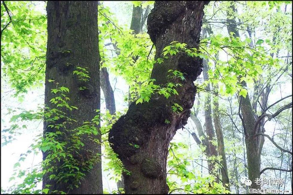 【春天,广西桂林灌阳县向您发出邀请!】在小龙村与春天约会 - 游山玩水 - 通化生活社区 - 通化28生活网 th.28life.com