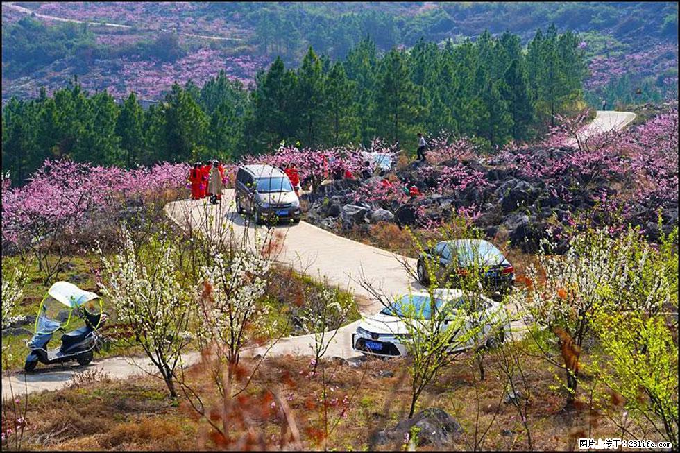 【春天,广西桂林灌阳县向您发出邀请!】望月岭上桃花开 - 游山玩水 - 通化生活社区 - 通化28生活网 th.28life.com