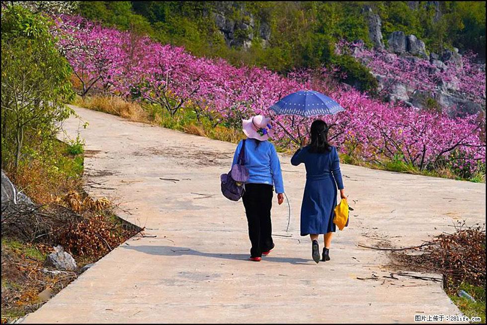 【春天,广西桂林灌阳县向您发出邀请!】望月岭上桃花开 - 游山玩水 - 通化生活社区 - 通化28生活网 th.28life.com