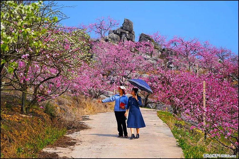 【春天,广西桂林灌阳县向您发出邀请!】望月岭上桃花开 - 游山玩水 - 通化生活社区 - 通化28生活网 th.28life.com