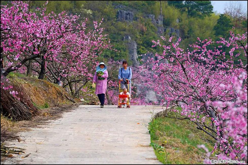 【春天,广西桂林灌阳县向您发出邀请!】望月岭上桃花开 - 游山玩水 - 通化生活社区 - 通化28生活网 th.28life.com