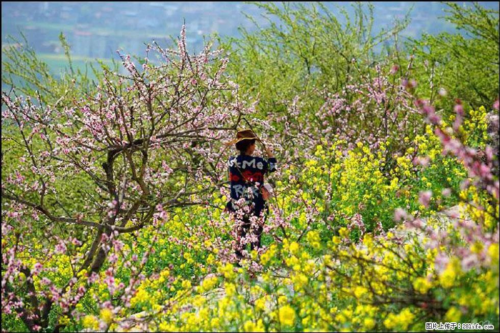 【春天,广西桂林灌阳县向您发出邀请!】望月岭上桃花开 - 游山玩水 - 通化生活社区 - 通化28生活网 th.28life.com