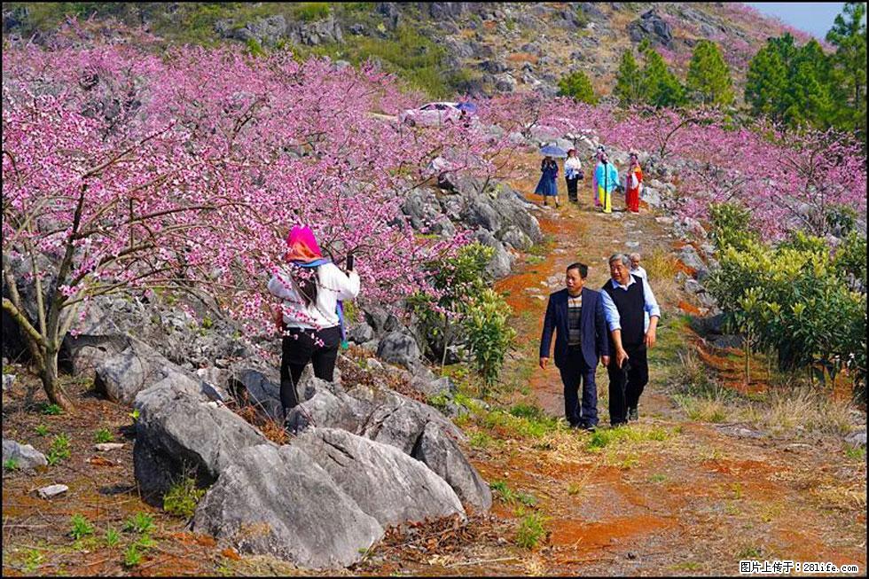 【春天,广西桂林灌阳县向您发出邀请!】望月岭上桃花开 - 游山玩水 - 通化生活社区 - 通化28生活网 th.28life.com