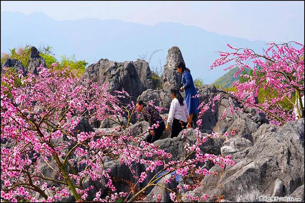 【春天,广西桂林灌阳县向您发出邀请!】望月岭上桃花开 - 游山玩水 - 通化生活社区 - 通化28生活网 th.28life.com