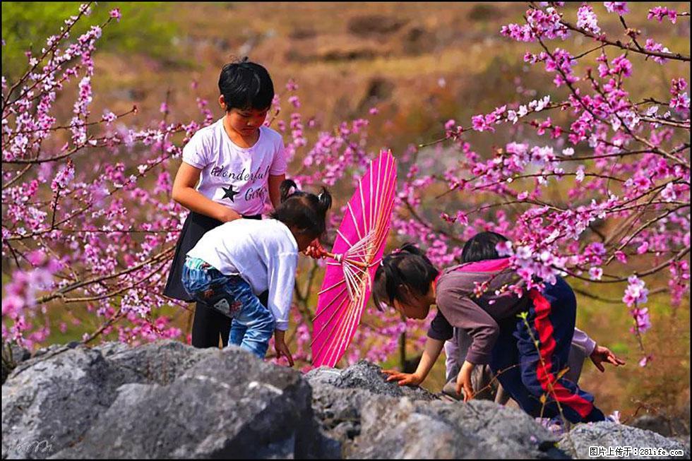 【春天,广西桂林灌阳县向您发出邀请!】望月岭上桃花开 - 游山玩水 - 通化生活社区 - 通化28生活网 th.28life.com