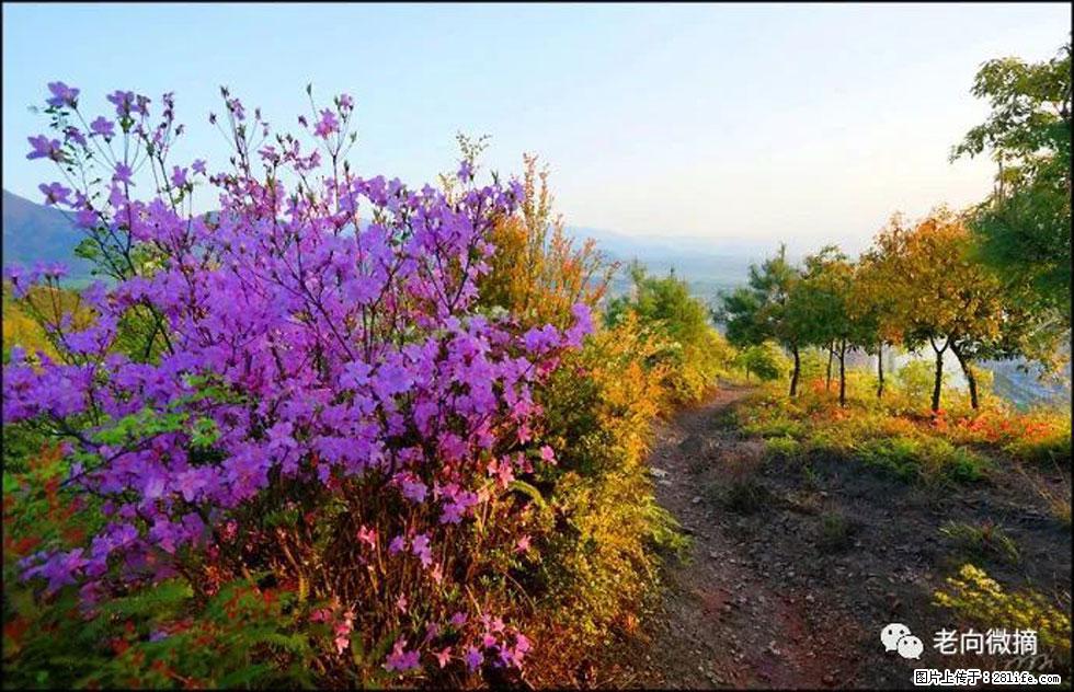 【春天,广西桂林灌阳县向您发出邀请!】登麒麟山,相约映山红 - 游山玩水 - 通化生活社区 - 通化28生活网 th.28life.com