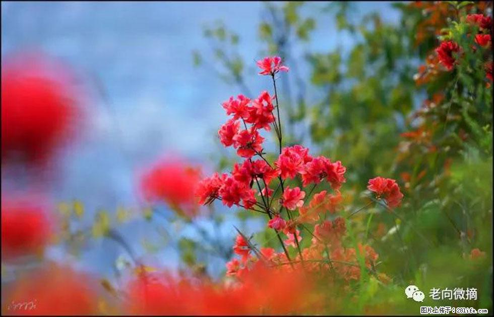 【春天,广西桂林灌阳县向您发出邀请!】登麒麟山,相约映山红 - 游山玩水 - 通化生活社区 - 通化28生活网 th.28life.com