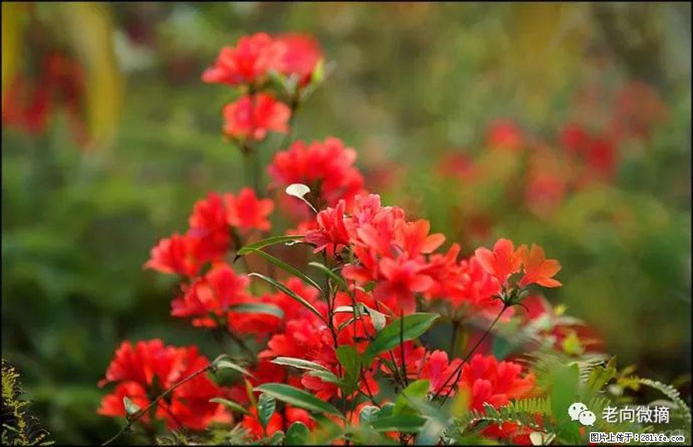 【春天,广西桂林灌阳县向您发出邀请!】登麒麟山,相约映山红 - 游山玩水 - 通化生活社区 - 通化28生活网 th.28life.com