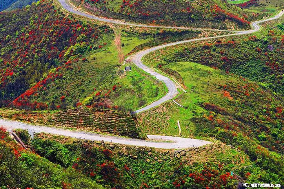 【春天,广西桂林灌阳县向您发出邀请!】春木界上映山红 - 游山玩水 - 通化生活社区 - 通化28生活网 th.28life.com